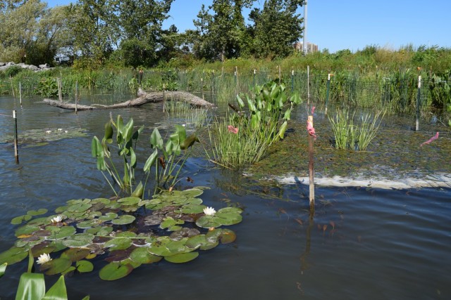 Plants flourish in the beneficial use of dredged material project constructed by the U.S. Army Corps of Engineers, Buffalo District at Unity Island in Buffalo, New York, September 30, 2019. The wetlands pictured here were created through beneficial use of material dredged from the Buffalo River, and have led to restoration of a resilient and growing ecosystem for fish, plants, and birds. (U.S. Army Photo by Andrew Hannes)