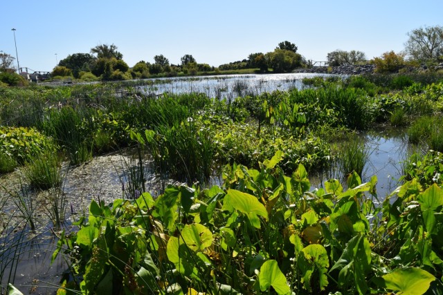 Plants flourish in the beneficial use of dredged material project constructed by the U.S. Army Corps of Engineers, Buffalo District at Unity Island in Buffalo, New York, September 30, 2019. The wetlands pictured here were created through...