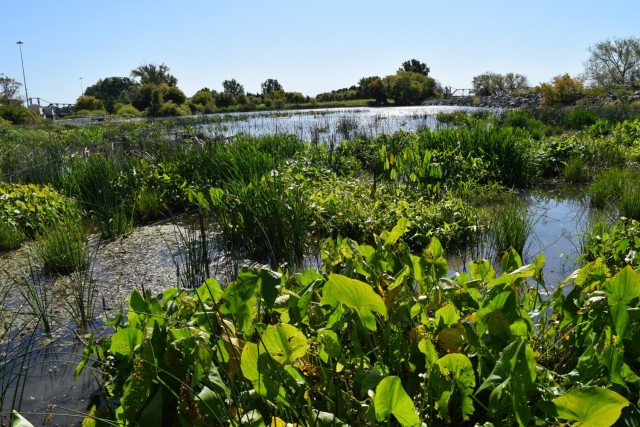 Plants flourish in the beneficial use of dredged material project constructed by the U.S. Army Corps of Engineers, Buffalo District at Unity Island in Buffalo, New York, September 30, 2019. The wetlands pictured here were created through beneficial use of material dredged from the Buffalo River, and have led to restoration of a resilient and growing ecosystem for fish, plants, and birds. (U.S. Army Photo by Andrew Hannes)