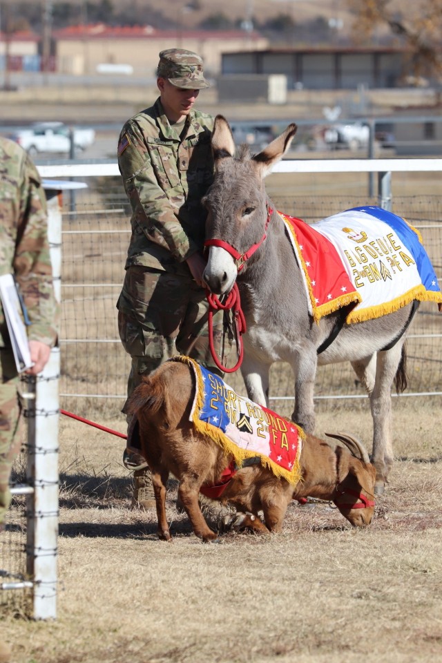 Staff Sgt. Big Deuce and Cpl. Short Round wait for the start of their promotion board Nov. 29, 2021, at Sanders Stables. The two are enlisted with 2nd Battalion, 2nd Field Artillery as the only live mascots on Fort Sill.