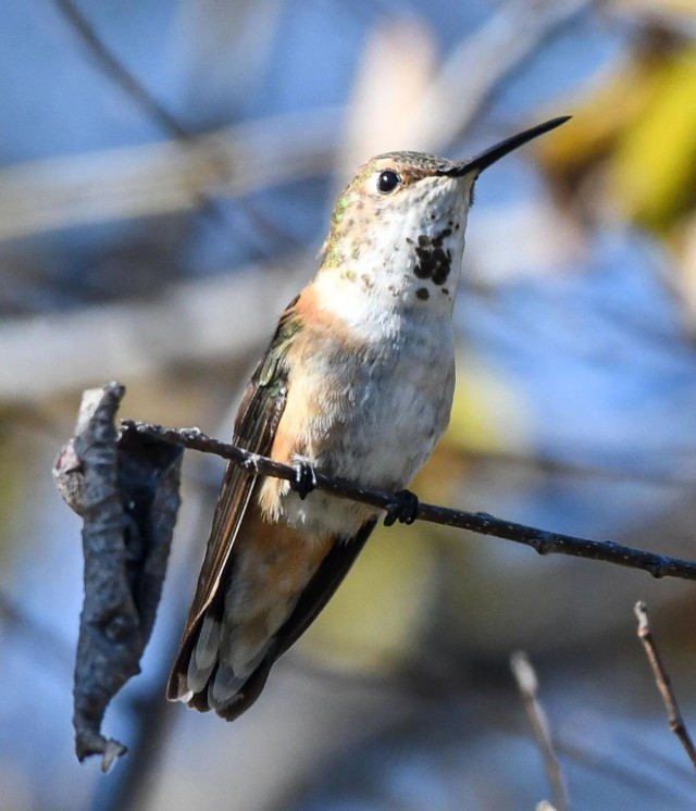 Rufous Hummingbird