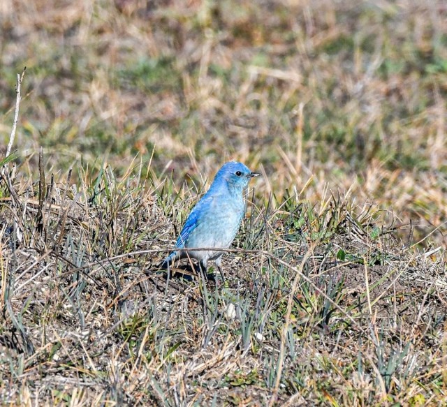 Mountain Bluebird