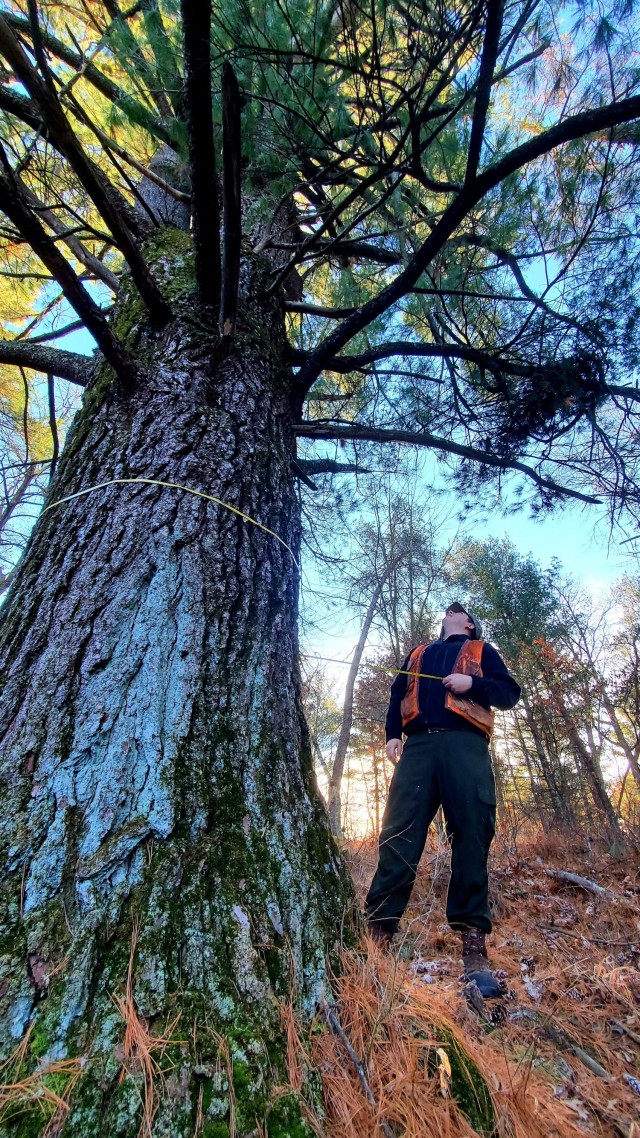 Forestry Technician Tim Parry with the Forestry Office of the Directorate of Public Works Environmental Division Natural Resources Branch takes measurements and more Dec. 2, 2021, while documenting the size of a large white pine tree located along...