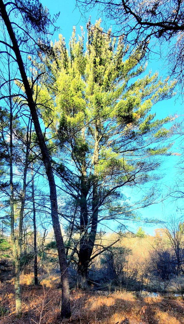 This white pine tree, shown Dec. 2, 2021, was documented Forestry Technician Tim Parry with the Forestry Office of the Directorate of Public Works Environmental Division Natural Resources Branch at Fort McCoy, Wis. The large white pine tree is...