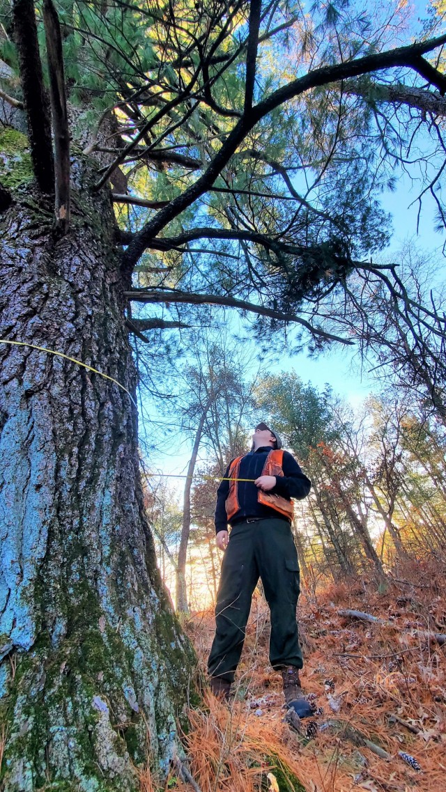 Forestry Technician Tim Parry with the Forestry Office of the Directorate of Public Works Environmental Division Natural Resources Branch takes measurements and more Dec. 2, 2021, while documenting the size of a large white pine tree located along...