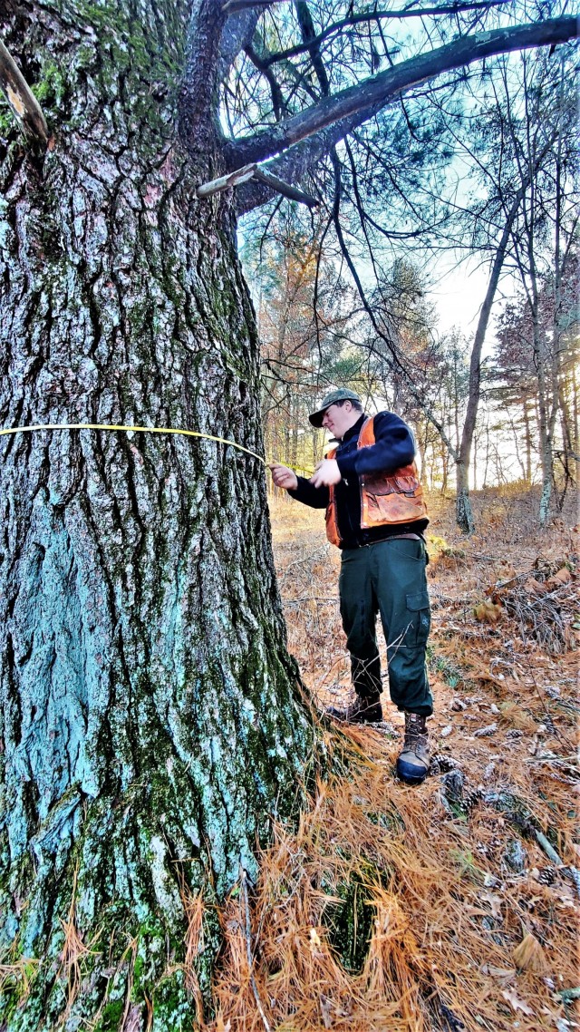 Forestry Technician Tim Parry with the Forestry Office of the Directorate of Public Works Environmental Division Natural Resources Branch takes measurements and more Dec. 2, 2021, while documenting the size of a large white pine tree located along...
