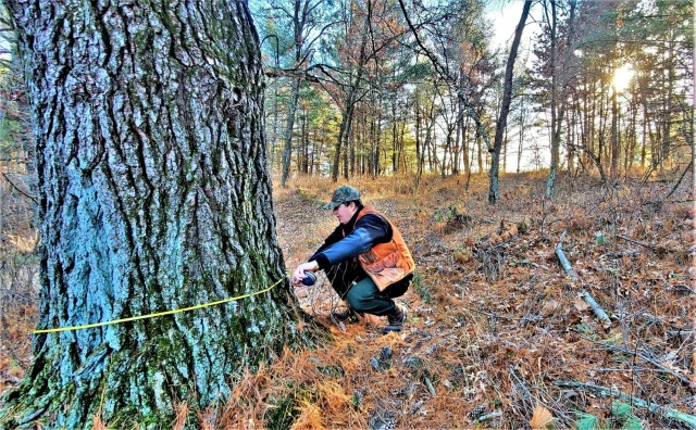 Forestry Technician Tim Parry with the Forestry Office of the Directorate of Public Works Environmental Division Natural Resources Branch takes measurements and more Dec. 2, 2021, while documenting the size of a large white pine tree located along...