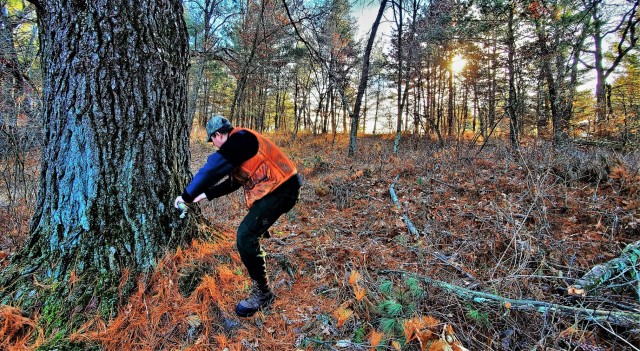 Forestry Technician Tim Parry with the Forestry Office of the Directorate of Public Works Environmental Division Natural Resources Branch takes measurements and more Dec. 2, 2021, while documenting the size of a large white pine tree located along...