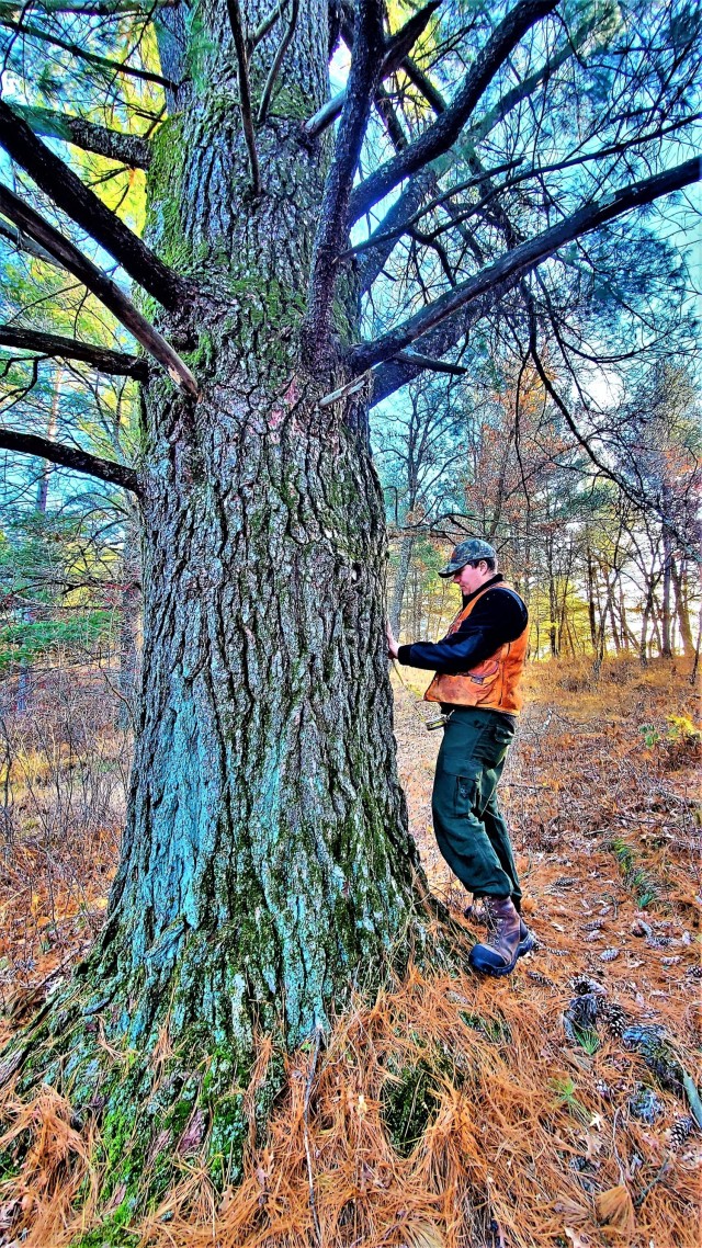 Forestry Technician Tim Parry with the Forestry Office of the Directorate of Public Works Environmental Division Natural Resources Branch takes measurements and more Dec. 2, 2021, while documenting the size of a large white pine tree located along...
