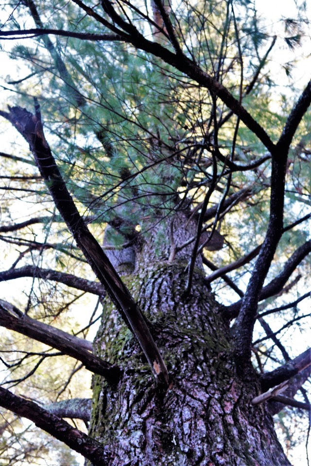 This white pine tree, shown Dec. 2, 2021, was documented Forestry Technician Tim Parry with the Forestry Office of the Directorate of Public Works Environmental Division Natural Resources Branch at Fort McCoy, Wis. The large white pine tree is...