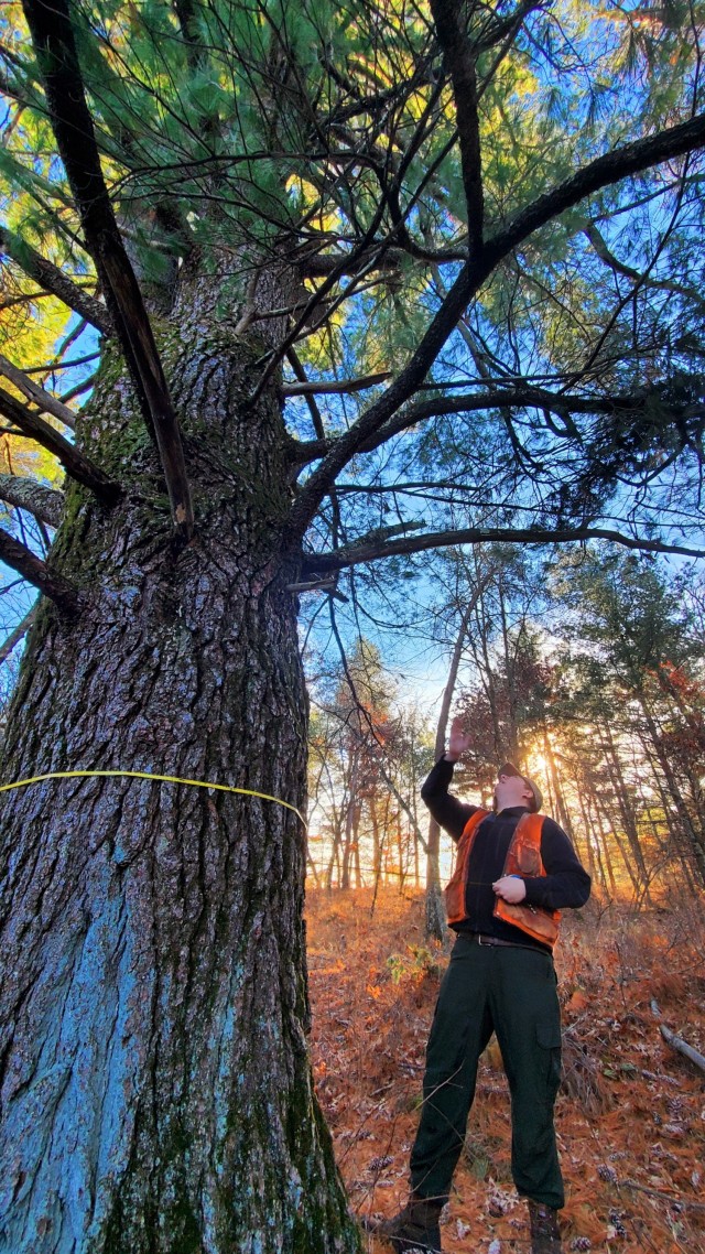 Forestry Technician Tim Parry with the Forestry Office of the Directorate of Public Works Environmental Division Natural Resources Branch takes measurements and more Dec. 2, 2021, while documenting the size of a large white pine tree located along...