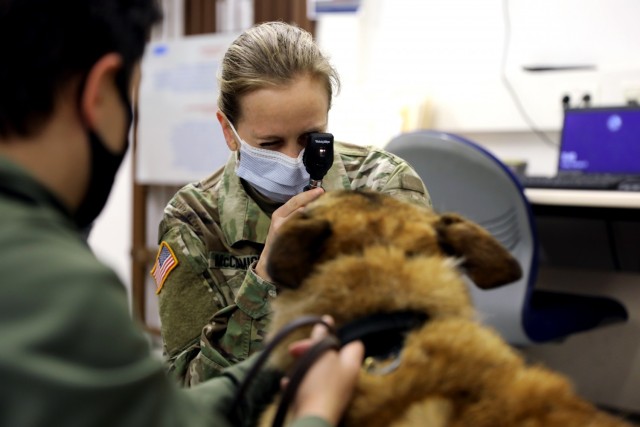 U.S. Army Capt. Kelly McCormick, the Military Working Dog officer in charge for Veterinary Medical Center Europe, conducts an eye exam on a MWD.