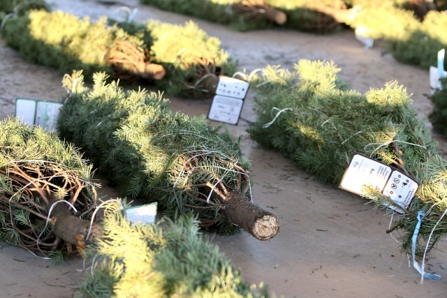 DFMWR, Trees for Troops create holiday memories