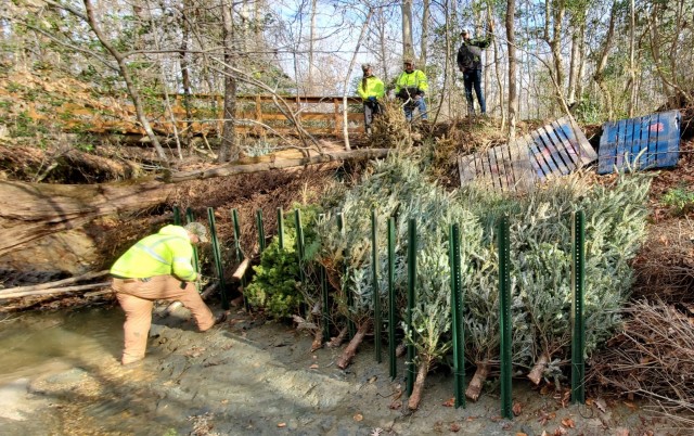 Christmas trees deliver additional gift of environmental protection