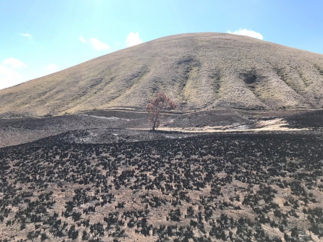 Fuel breaks protect endangered plants in the Keamuku Maneuver Area