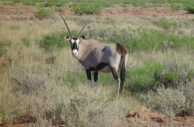 An Oryx on the side of the road at White Sands Missile Range.