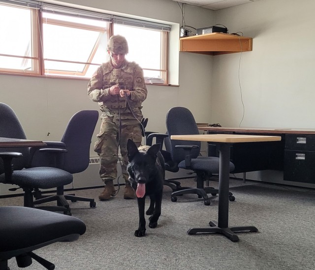 Validation process tests Fort Drum Military Working Dog team readiness