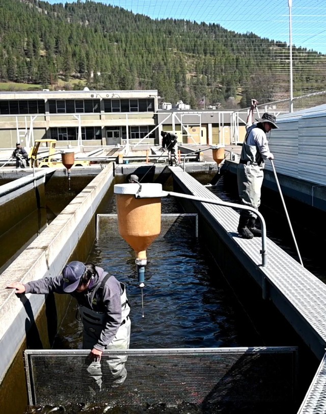 Hatchery release