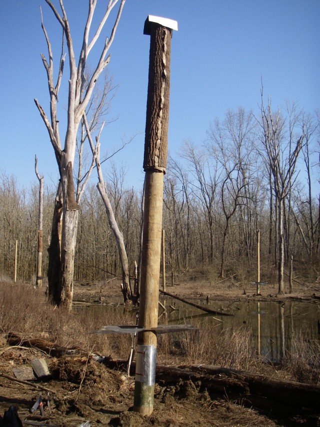 Fort Knox wildlife managers continue efforts to boost, monitor area bat populations