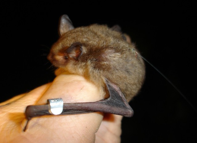 Fort Knox wildlife managers continue efforts to boost, monitor area bat populations