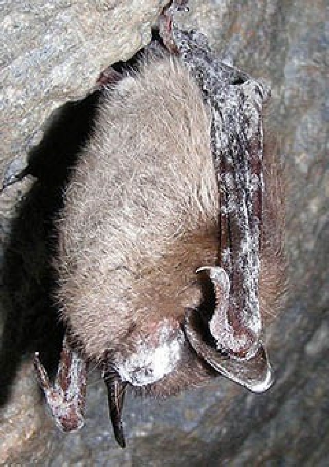 Fort Knox wildlife managers continue efforts to boost, monitor area bat populations