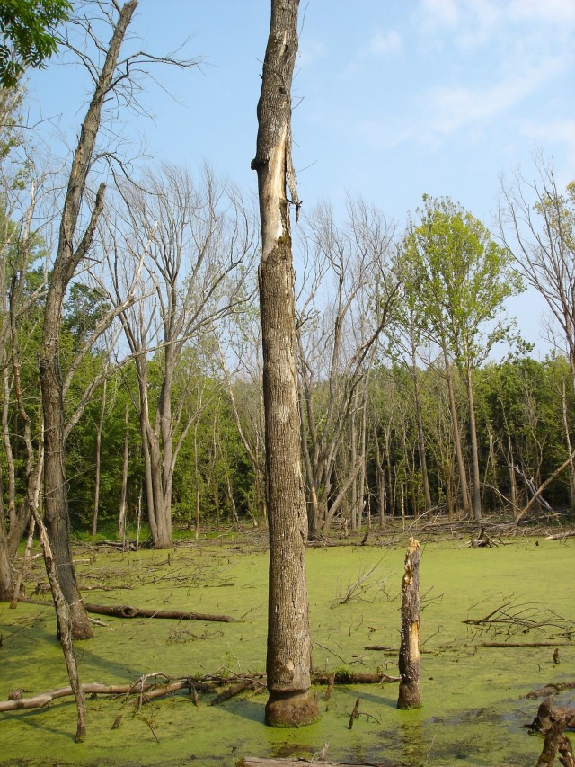Fort Knox wildlife managers continue efforts to boost, monitor area bat populations