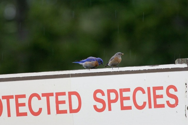 Bluebirds mean spring has arrived on JBLM