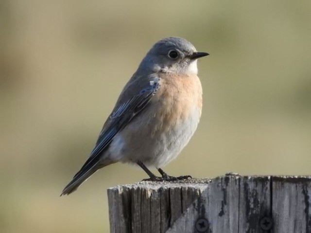 Bluebirds mean spring has arrived on JBLM