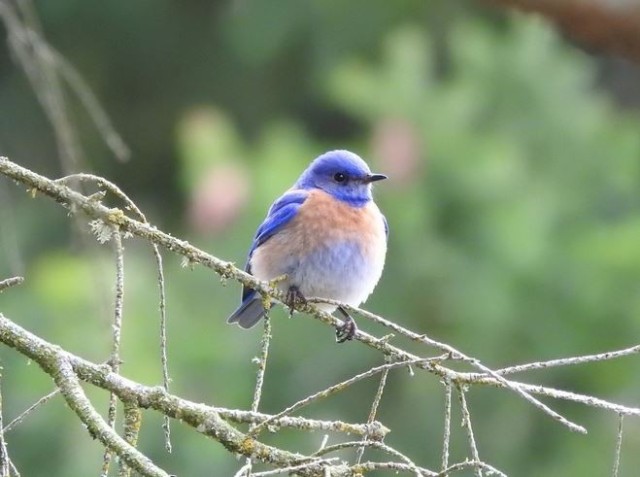 Bluebirds mean spring has arrived on JBLM
