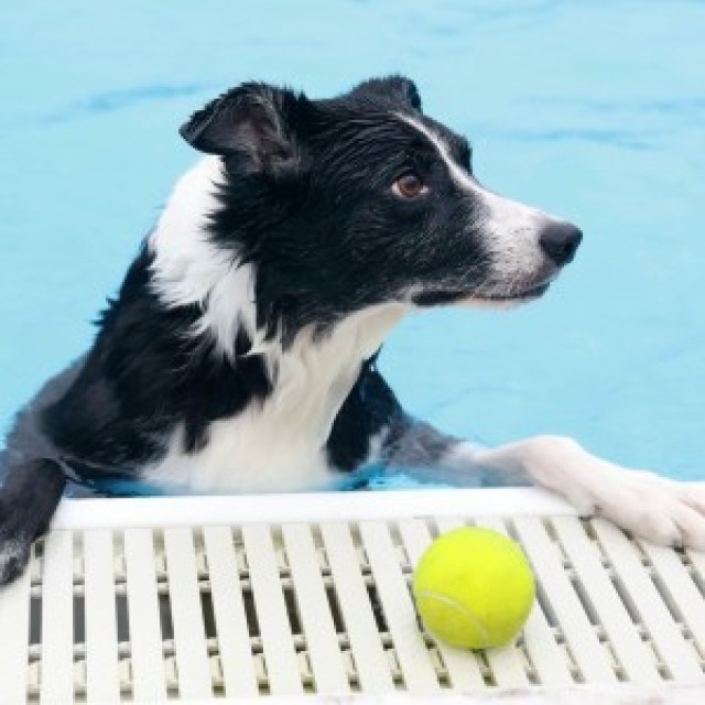 As part of a portfolio submitted for civilian photographer of the year, Dustin Perry, USAG Japan, entered this photo of Mila, an 8-year-old border collie, resting at the edge of the Sagamihara Family Housing Area Outdoor Pool after retrieving a tennis ball during Doggie Dip Day Sept. 25.

