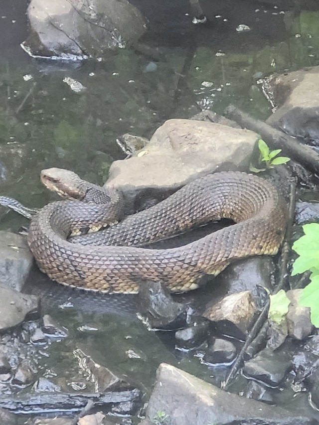 The cottonmouth is among several species of venomous snakes on Redstone Arsenal.