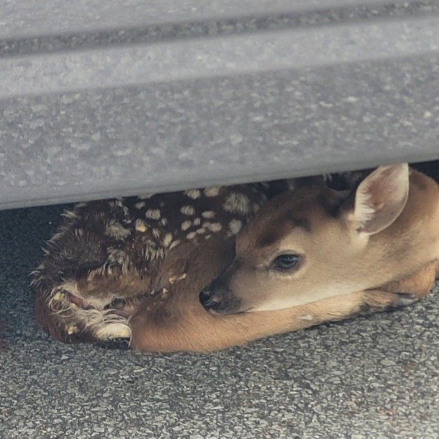 A fawn was found trapped under a vehicle parked on the post. This is the time of year when young wildlife will be out and about.