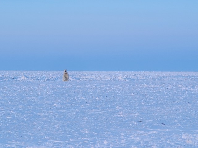 Polar bear sighting on the frozen landscape new Utqiagvik