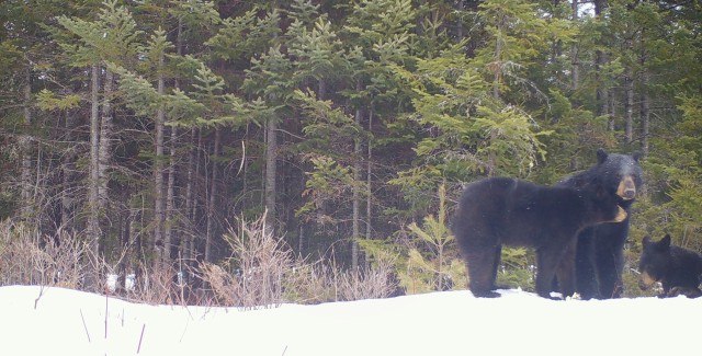 Bears are commonly observed on WTS. Here, a family of bears is caught by a trail camera. Active management of the site is improving forest health, with more effective clearing and propagation practices that enhance habitat.