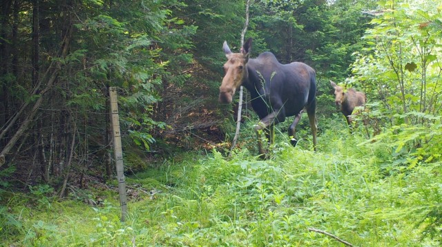 Moose are also present on WTS. Here, a pair of moose are captured by a trail camera. Timber harvesting goals are being incorporated into the INRMP so that the MEARNG can support future development of training resources in balance with habitat for...