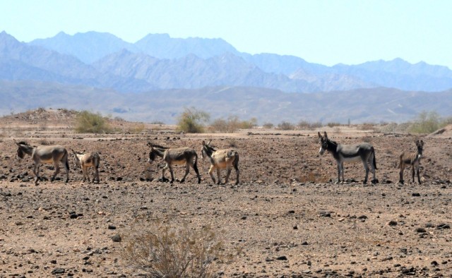 Wild burros are longstanding denizens of U.S. Army Yuma Proving Ground