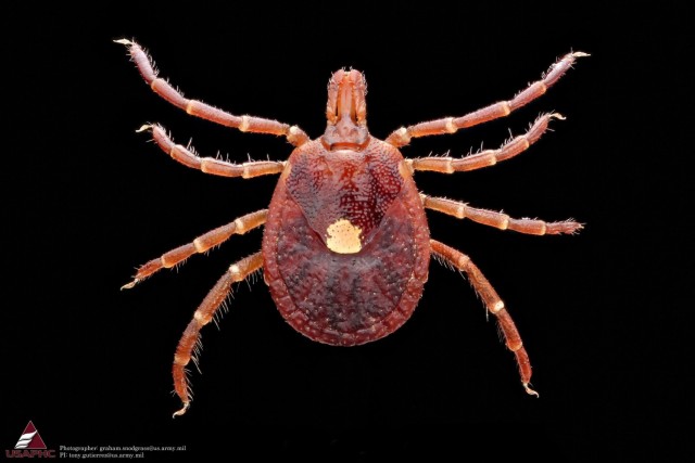 Fort Drum community members can take precautions to avoid tick bites
