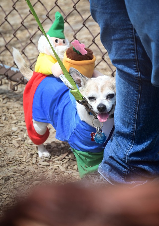 Fetching latest winners of April Foolish Dog Show