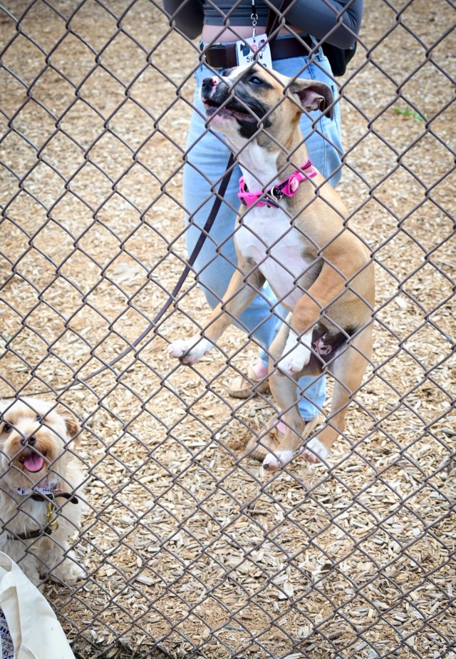 Fetching latest winners of April Foolish Dog Show