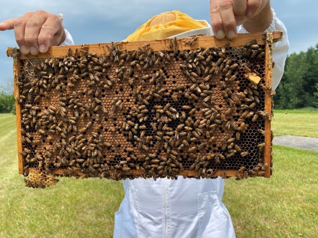 “Bee-ing” a good neighbor at Fort Drum Mountain Community Homes