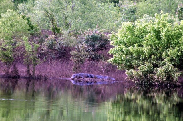 This large alligator was seen at Test Area 1 in the early 2000s.