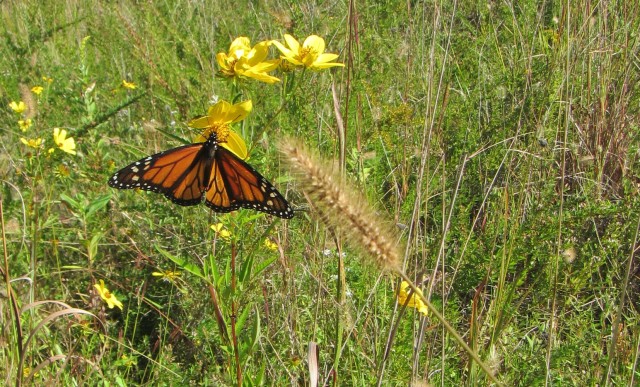 Environmental engineers maintain grasslands for Monarch butterflies, pollinators