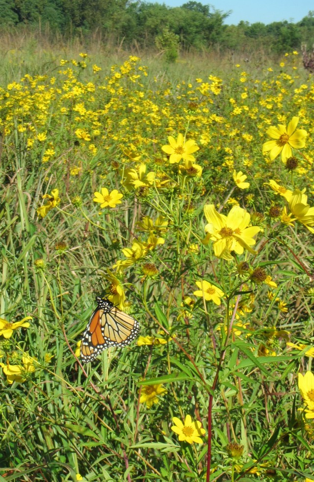 Environmental engineers maintain grasslands for Monarch butterflies, pollinators