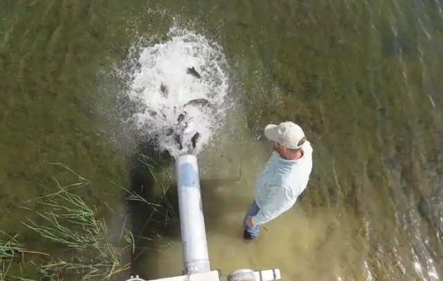 Stocking a fish pond