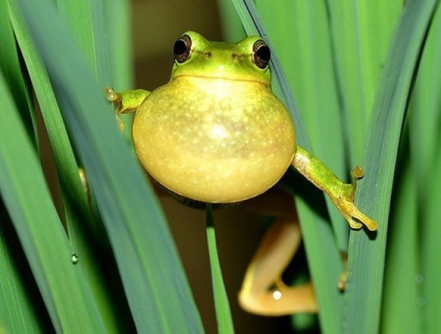 U.S. military Natural Resources Management program protects species in South Korea