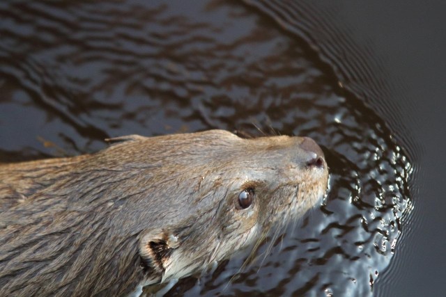 U.S. military Natural Resources Management program protects species in South Korea