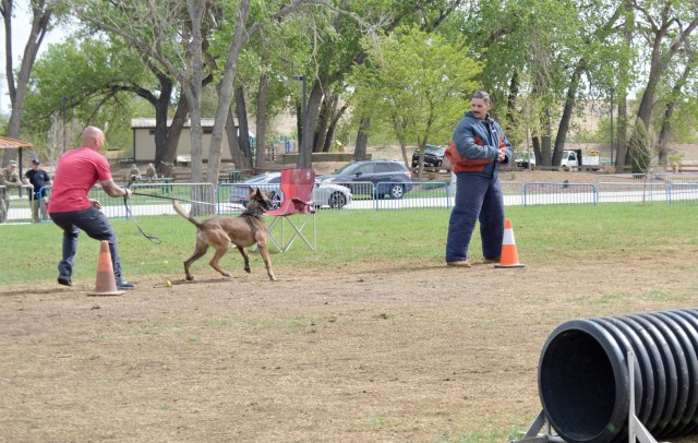 Showcasing military, police K-9 teams’ talents