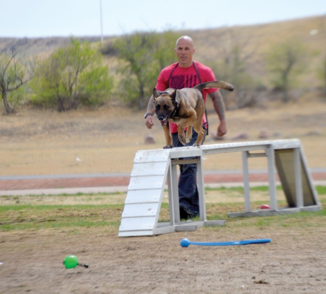 Showcasing military, police K-9 teams’ talents