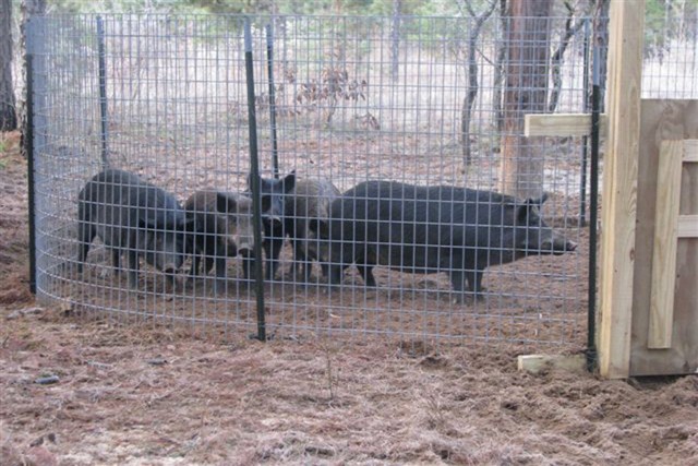 Feral Pigs in a corral trap on Fort Rucker. In FY 2020-2021 1,249 feral pigs were removed from the installation. Fort Rucker’s feral pig trapping program has helped the deer herd become healthier as well as protect the property from major damage. 