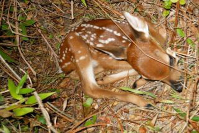 A curled up white tail fawn resting in the woods on Fort Rucker. Thanks to the successful white tail deer data program this fawn will soon be recruited into the growing herd. 